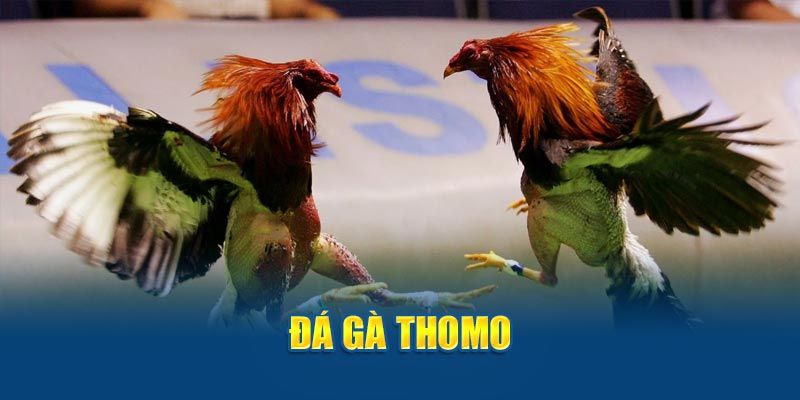 Giới Thiệu Đá Gà Trường Thomo Siêu Hot Năm 2024