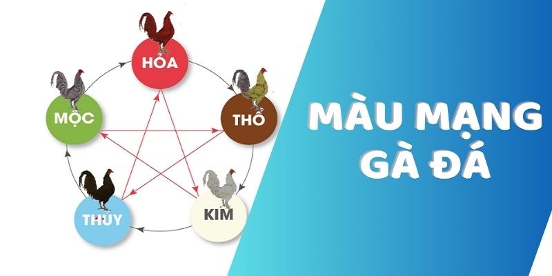 Hướng dẫn để xem màu mạng gà đá trong năm 2024