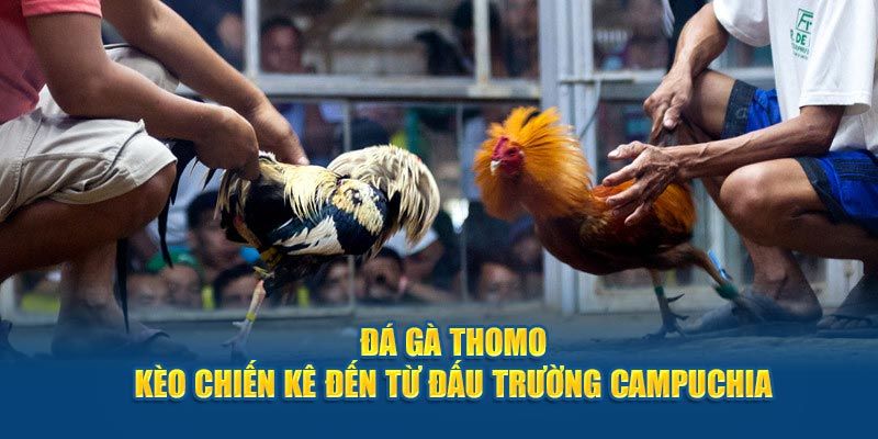 Đá gà trường thomo là một trong những sàn đấu nổi tiếng