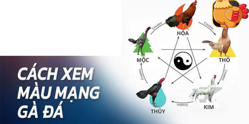 Phương pháp xem màu mạng gà đá chuẩn nhất 2024