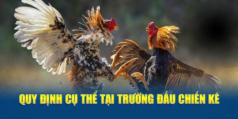 Quy tắc phổ biến trong đá gà thomo